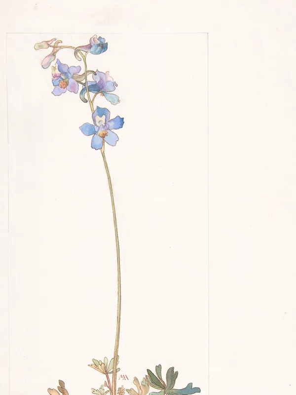 A watercolour of a single blue larkspur stem on pale paper